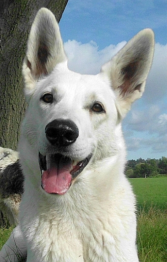 Weisser Schferhund von den Grenzgngern